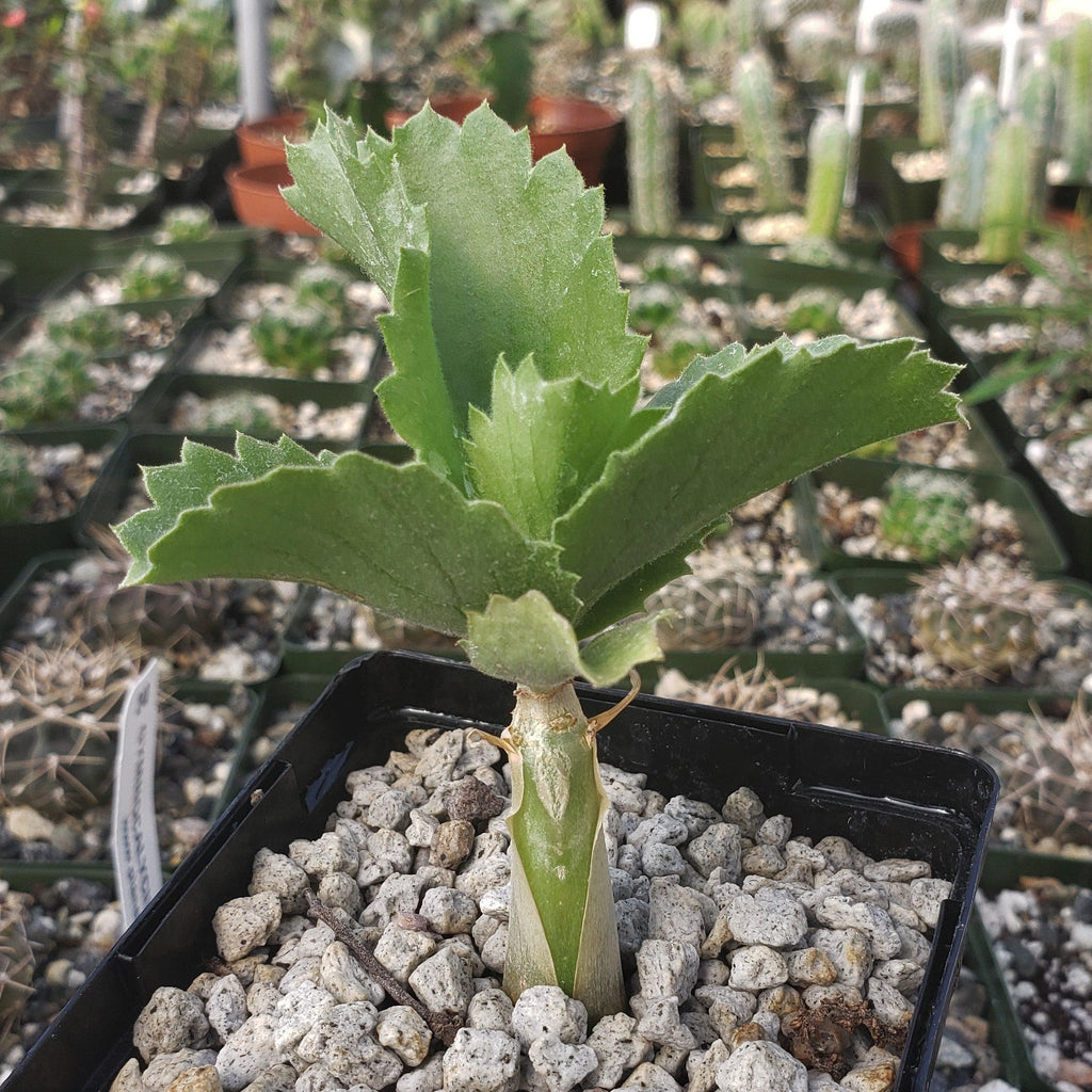 Cyphostema seitzianum