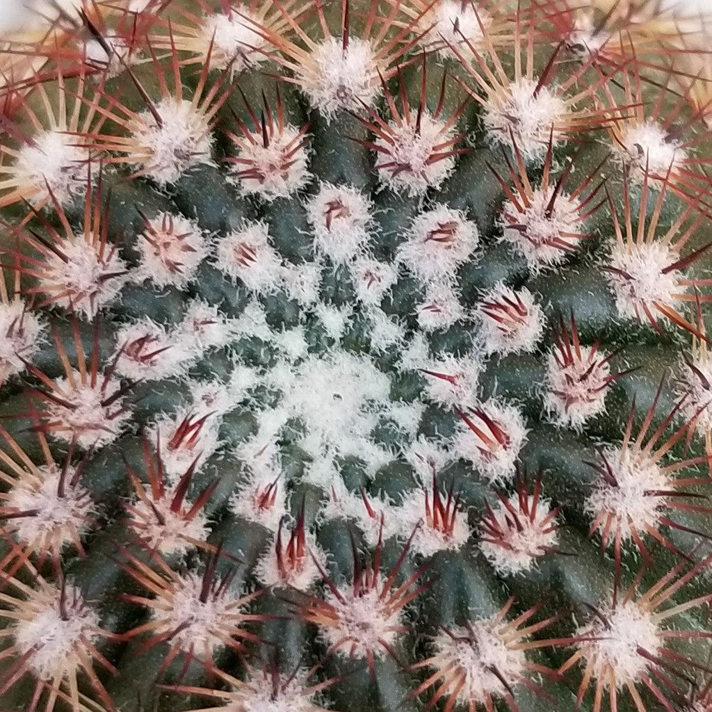 Notocactus rutilans