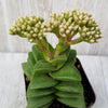 Crassula Spring Time