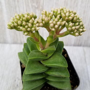 crassulaceae succulents Crassula 'Springtime' | Easy-Care Succulent