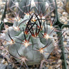 Acanthocalycium glaucum