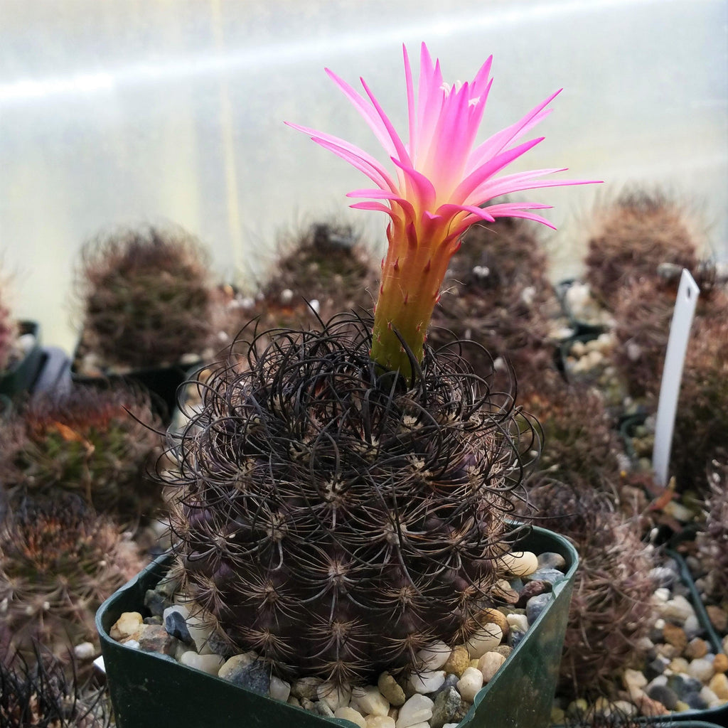 Neoporteria bicolor or Eriosyce islayensis