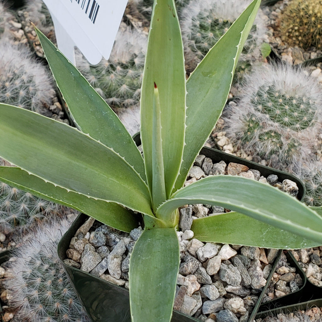 Agave angustifolia