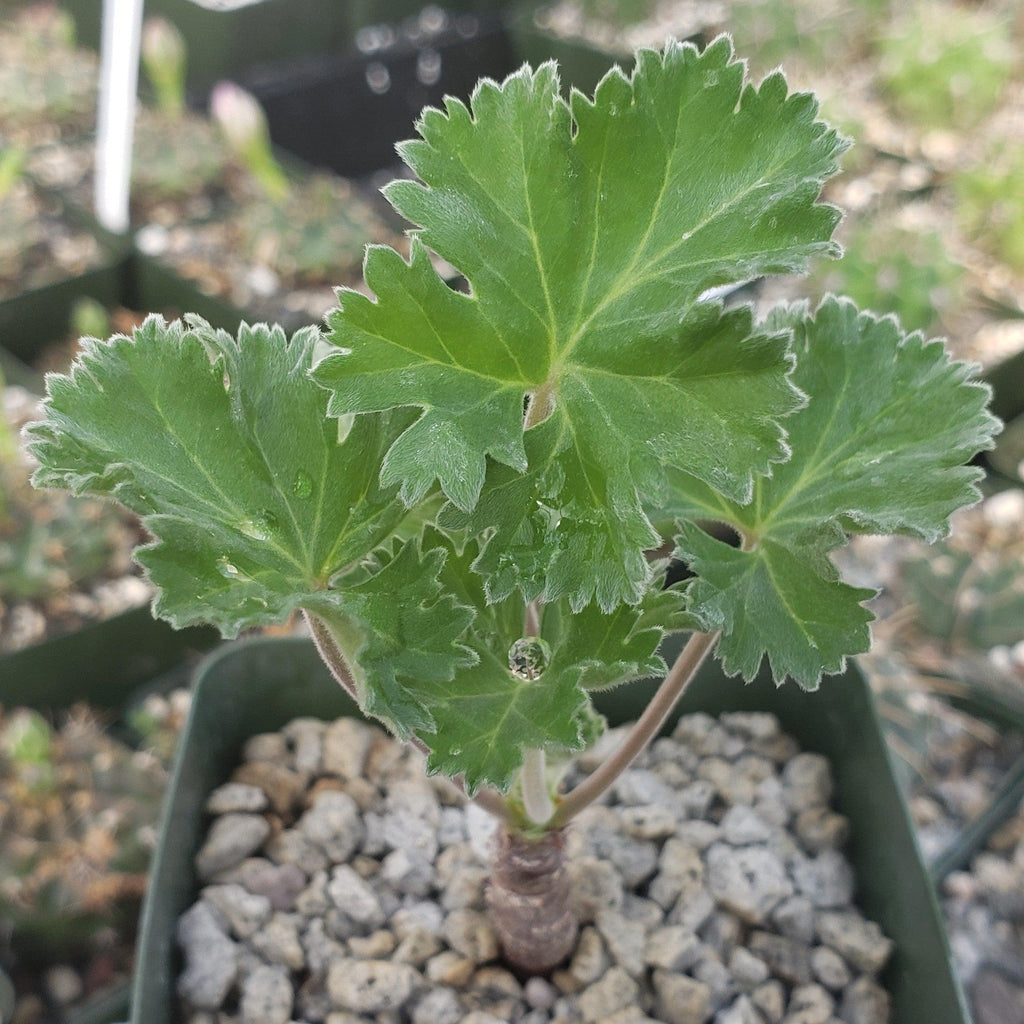 Pelargonium crassicaule
