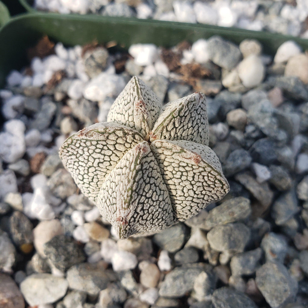 Astrophytum onzuka