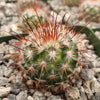 Mammillaria moelleriana