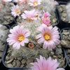 Mammillaria glassii v. ascensionis