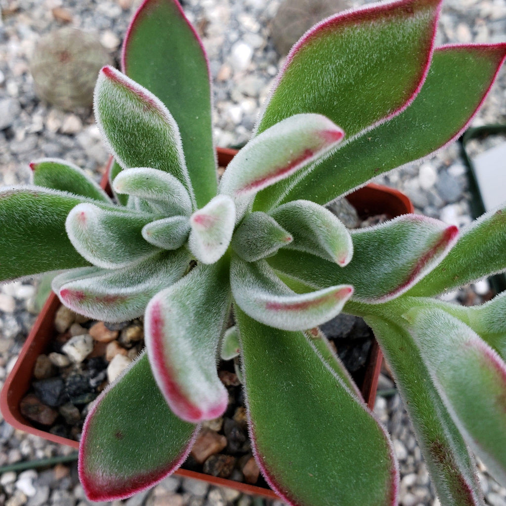 Ruby Slipper Succulent ‘Echeveria harmsii’