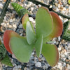 Flapjack Plant ‘Kalanchoe luciae’