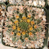 Gymnocalycium neuhuberi