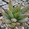 Crocodile Plant &