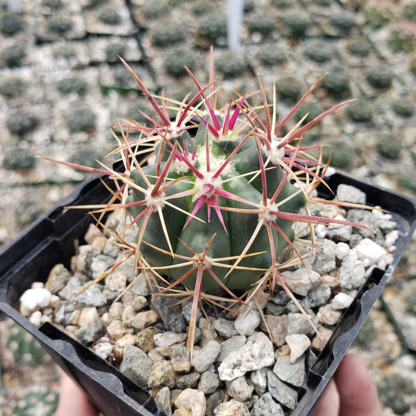 Ferocactus viridescens v. orcuttii valle de las palmas