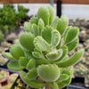 Cotyledon Ladismithiensis