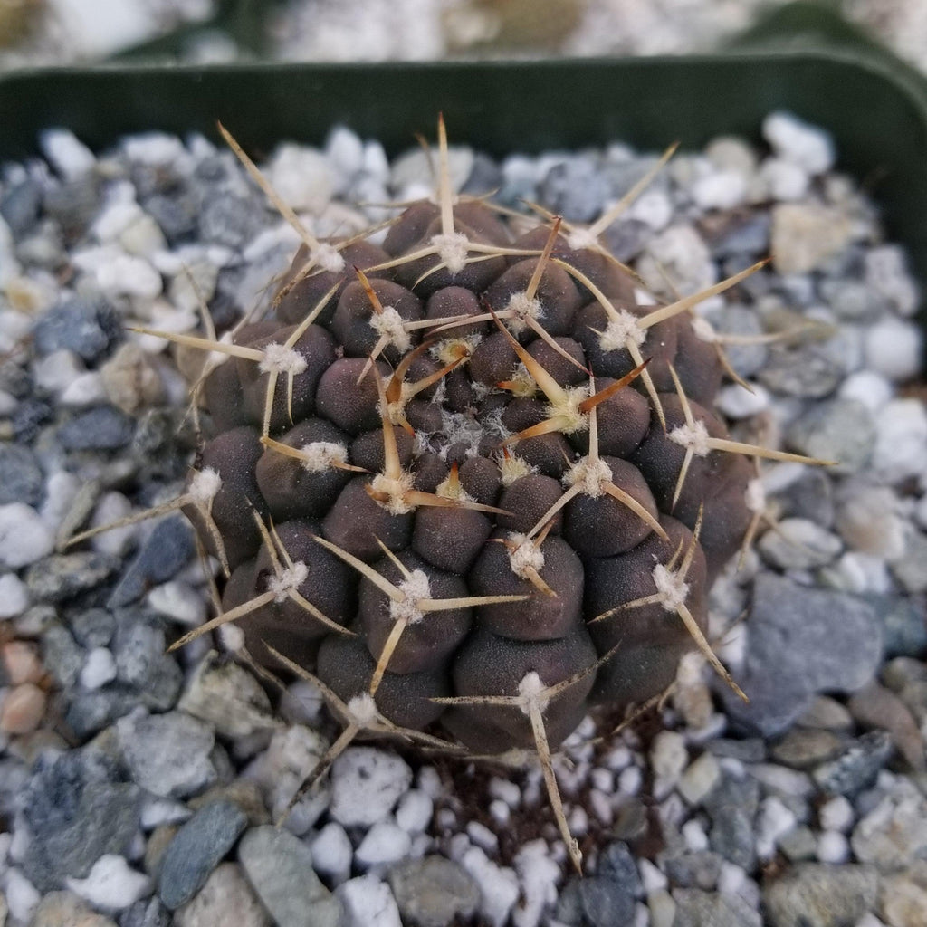 Gymnocalycium shroederianum longispinum