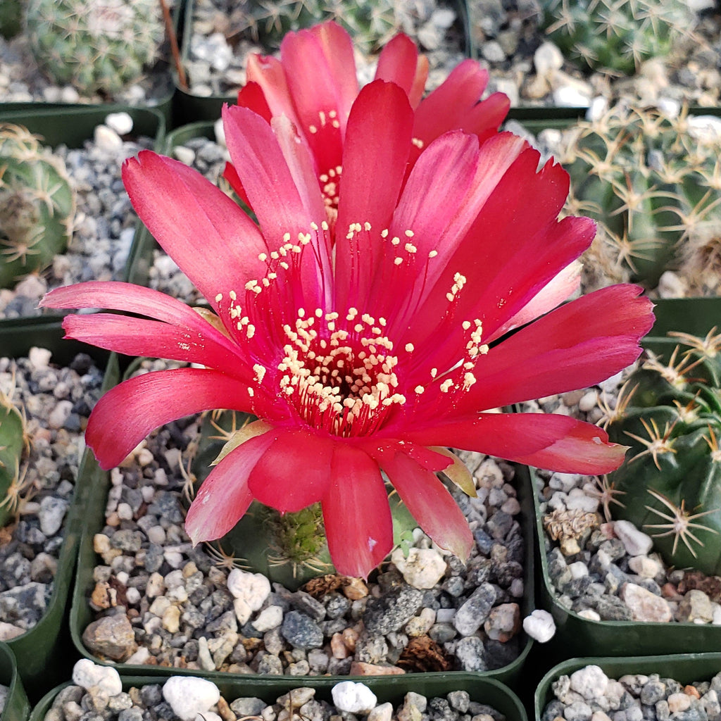Lobivia pojoensis grandiflora