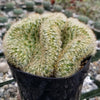 Brain Cactus - Mammillaria Elongata Cristata