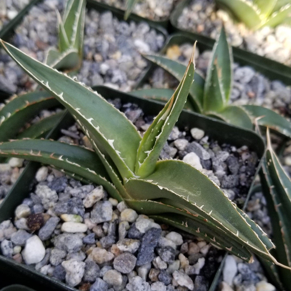 Agave triangularis Large