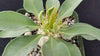 Elephants Trunk Plant - Pachypodium namaquanum