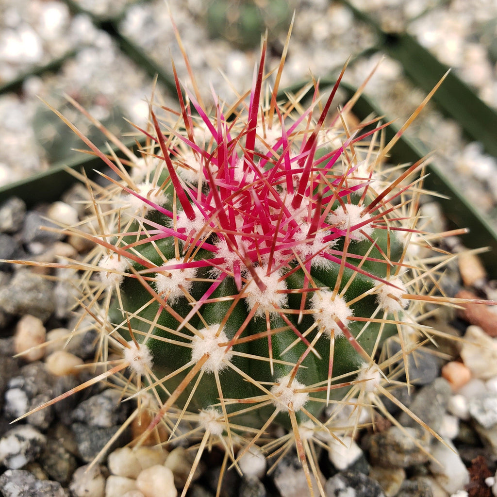 Ferocactus pottsii alamosanus