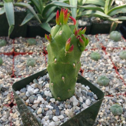 gumby succulent Austrocylindropuntia subulata monstrose 'Gumby' 4" Pot