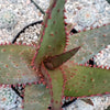 Aloe Ajr