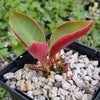 Monadenium spectabile