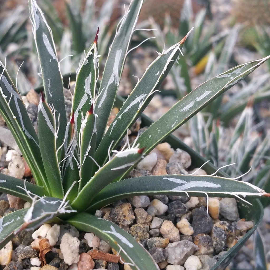 Agave toumeyana bella