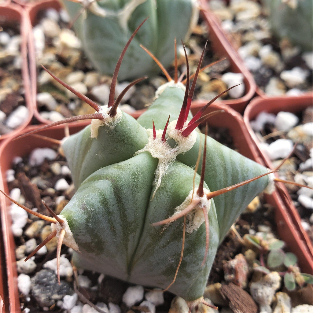 Echinocactus ingens