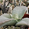 Pleiospilos simulans