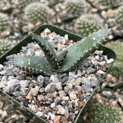 Aloe pearsonii