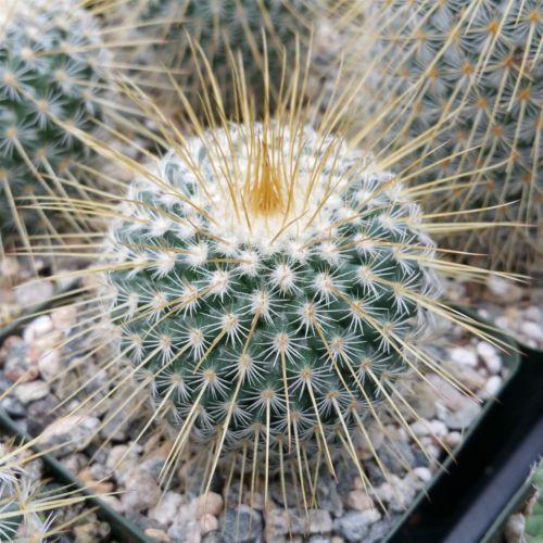 Mammillaria dixanthocentron