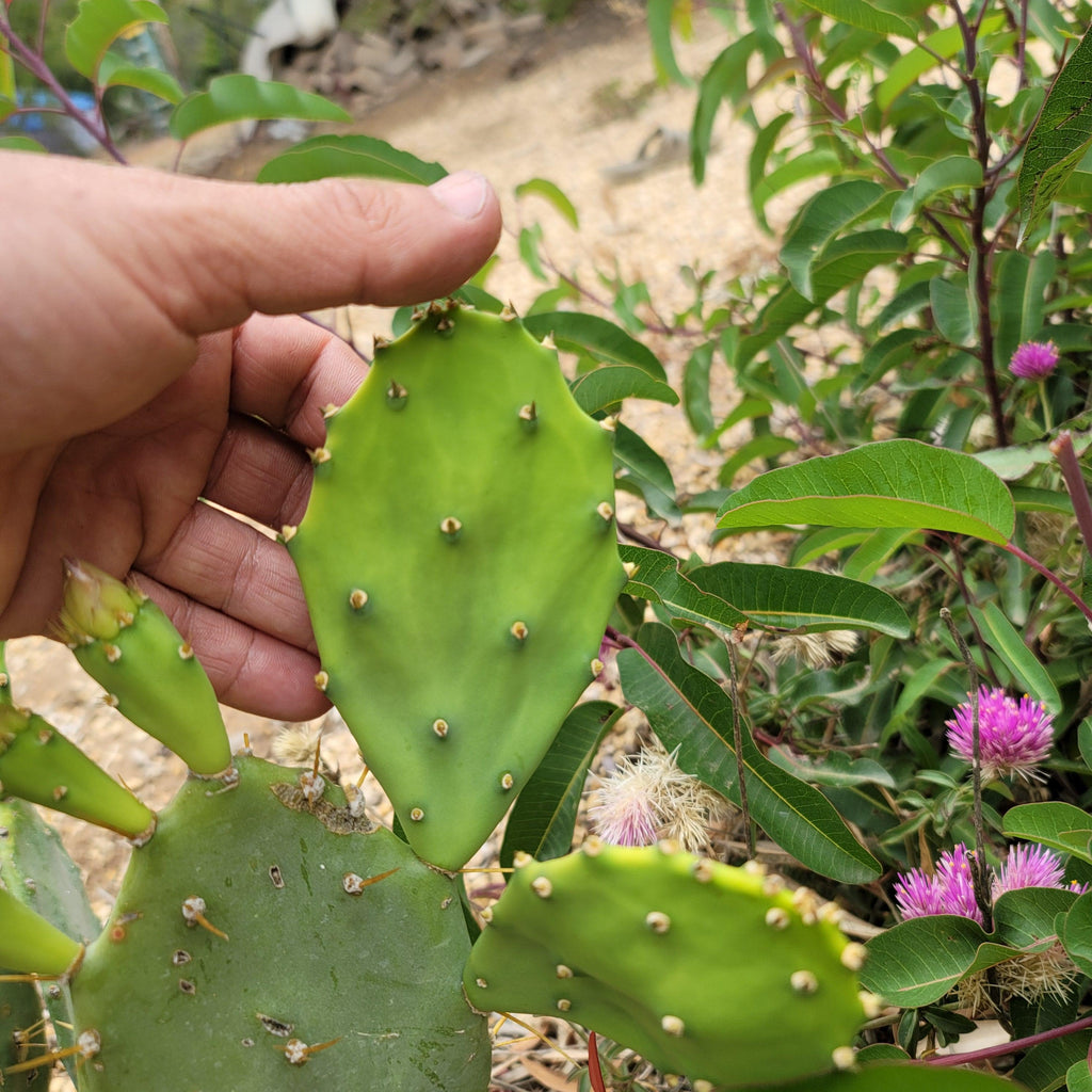 Opuntia Desert Ace Pad