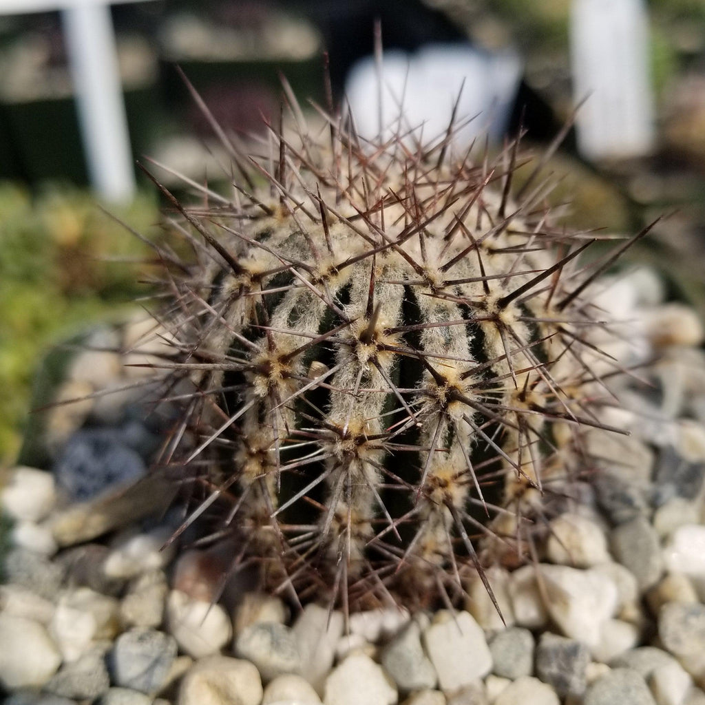 Echinopsis cv. Haku-Jo.