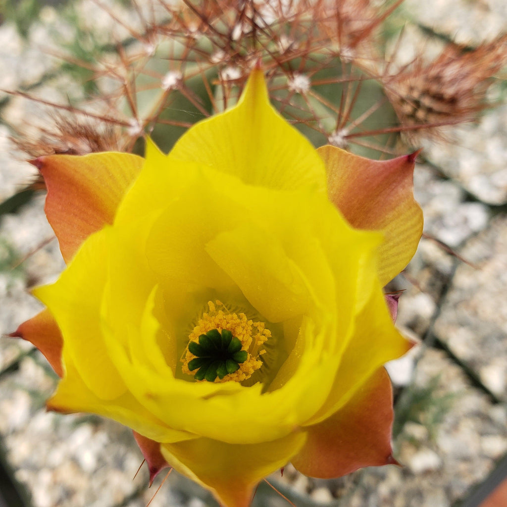 Echinocereus subinermis v. luteus