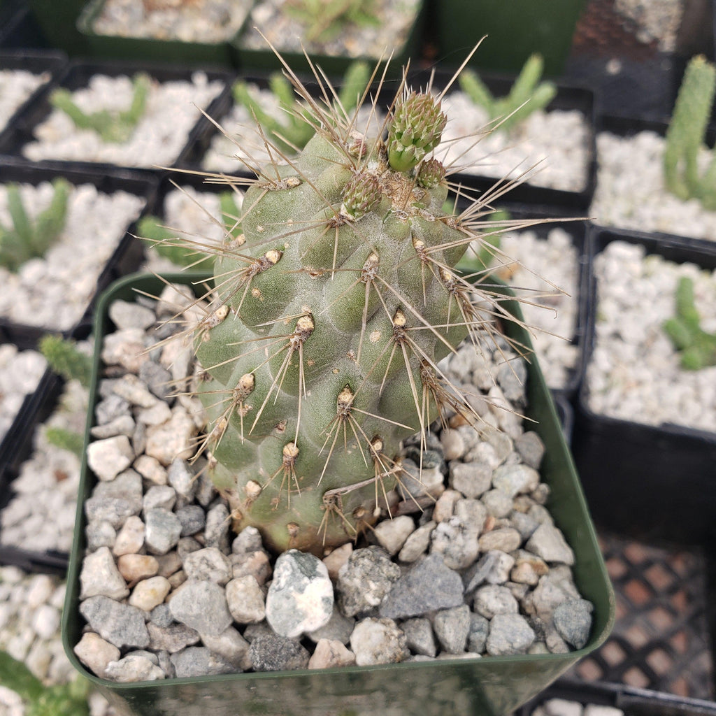 Opuntia fulgida boxing glove cactus