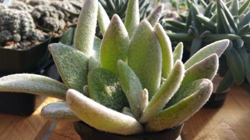 Kalanchoe eriophylla