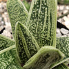 Gasteria Little Warty