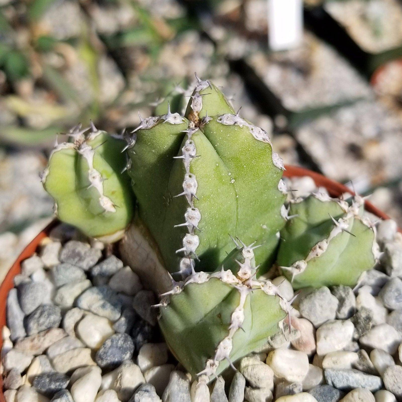 sausage plant succulent Euphorbia makallensis 4" Pot