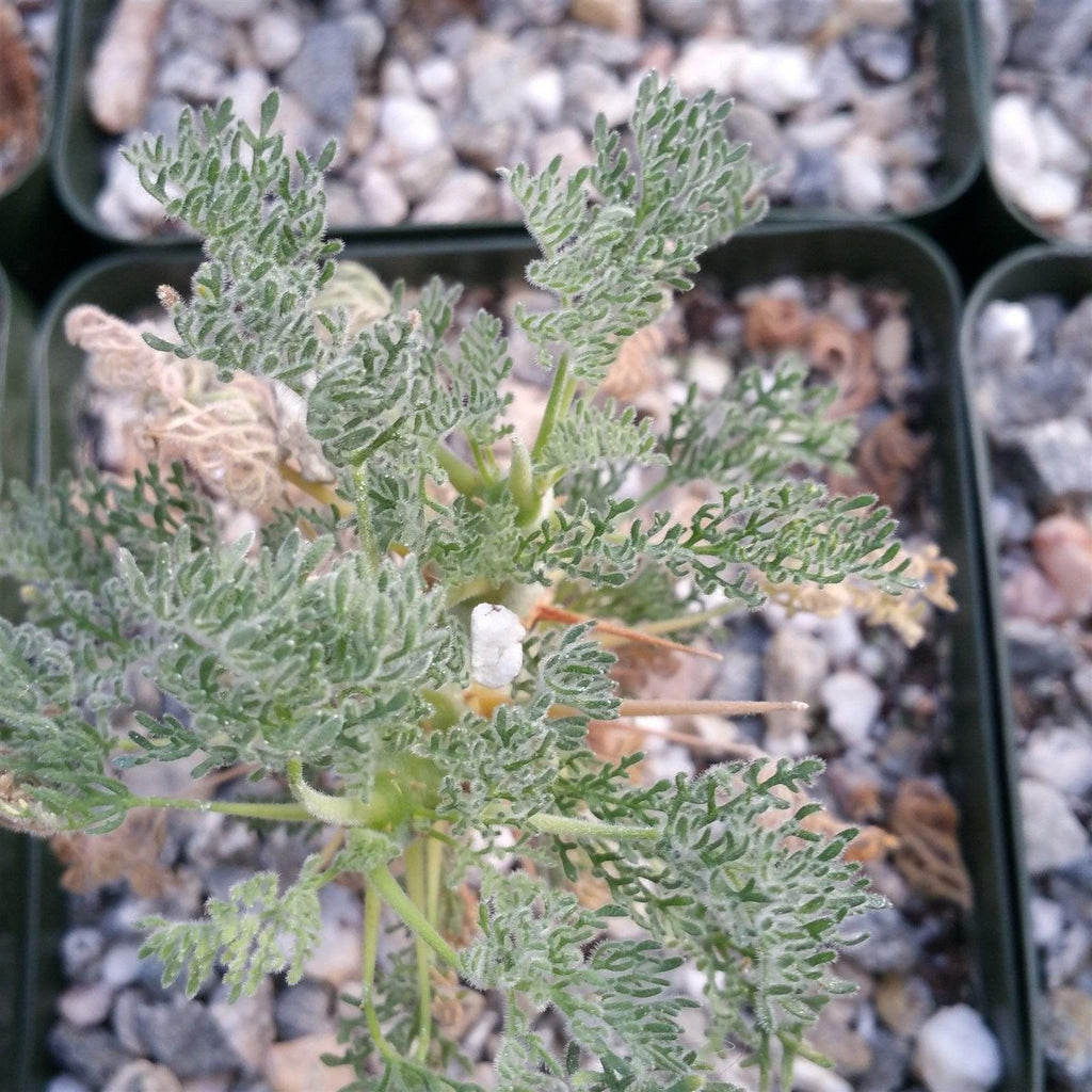 Sarcocaulon monsonia herrei