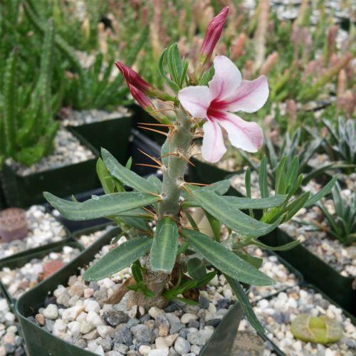 Pachypodium bispinosum