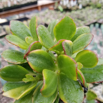 easiest succulent to take care of Easy-Care Crassula oblicua Lemon n Lime | Shop Online