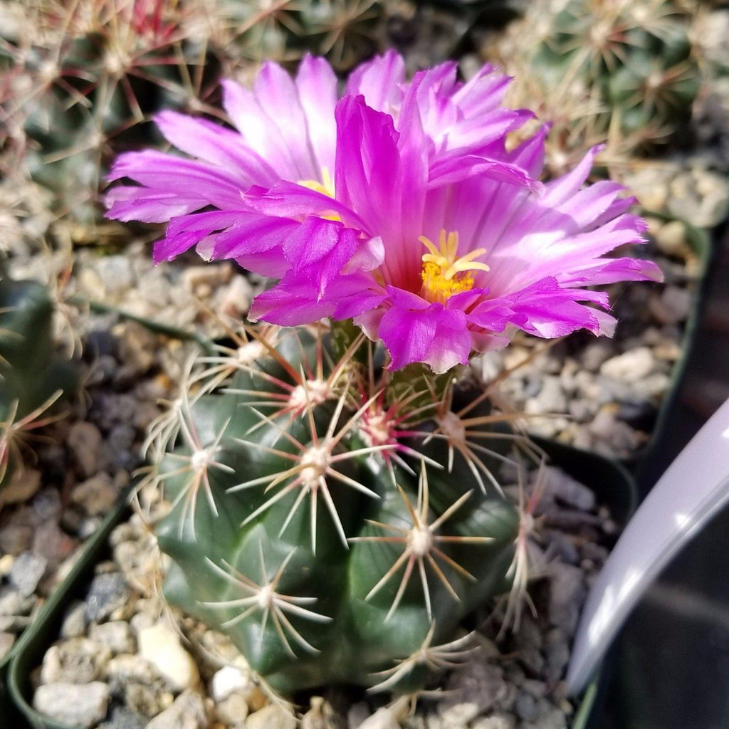 Thelocactus bueckii