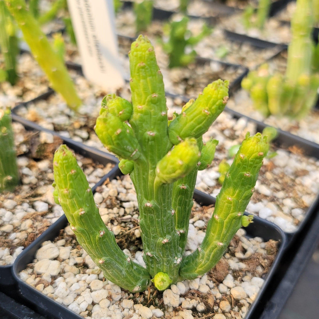 Monadenium ellenbeckii