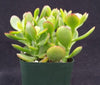 Botany Bay Jade Plant - Crassula ovata Botany Bay