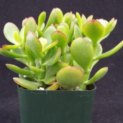 Botany Bay Jade Plant - Crassula ovata Botany Bay