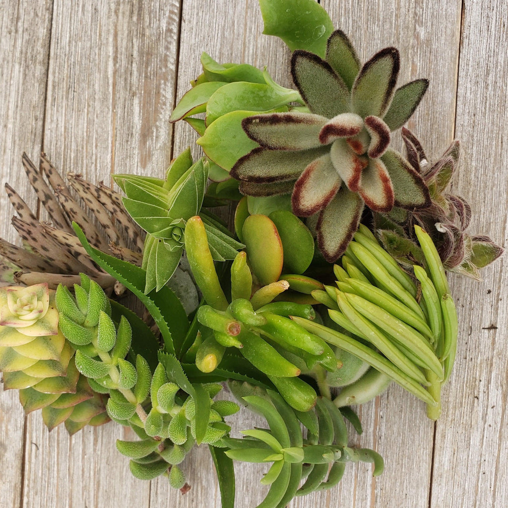 50 Assorted Succulent Cuttings