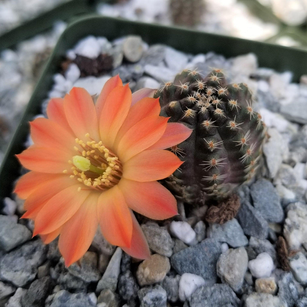 Mediolobivia Tropaolipicta