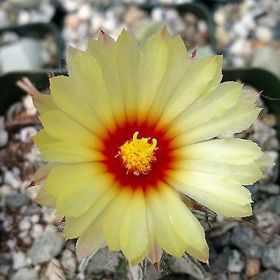 Astrophytum capricorne goats horns