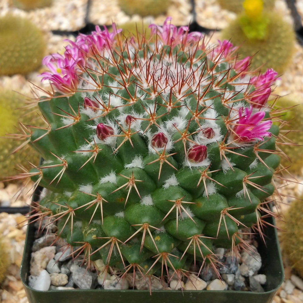 Mammillaria scrippsiana