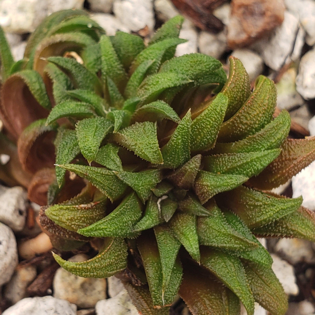 Haworthia parksiana